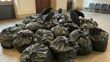 Auf dem Bild ist eine Ansammlung schwarzer Müllsäcke zu sehen, auf denen fünf Plastikraben sitzen